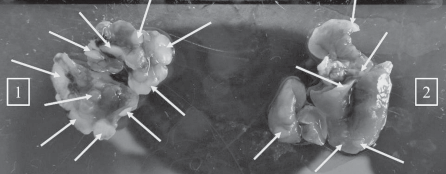 Experimental In Vivo Evidence of the Prognostic Significance of Beta-III Tubulin (TUBB3) as a Molecular Marker of Tumor Metastatic Aggressiveness