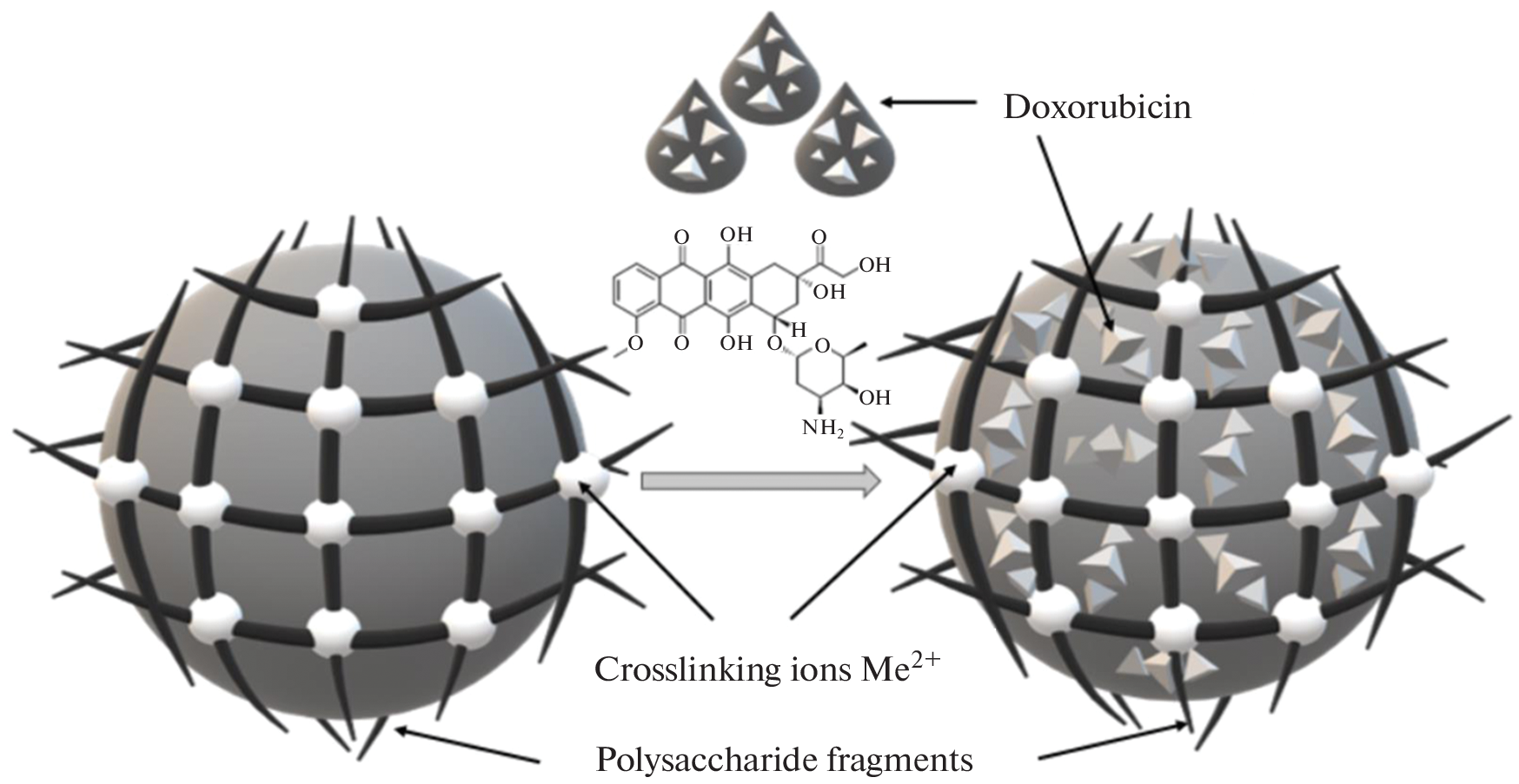 Approach to Quantitative Assessment of the Interaction of Nanocontainers Based on Natural Anionic Polysaccharides Cross-Linked with Divalent Metal Ions and Drug Doxorubicin