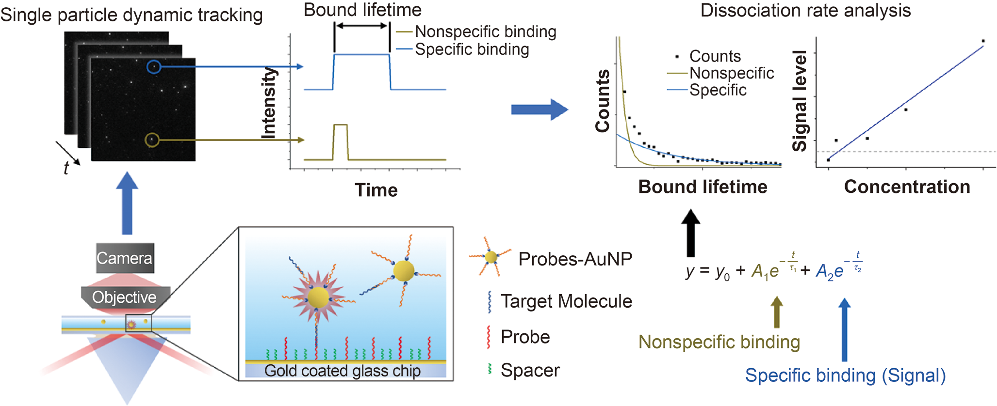Dual-Parameter Modeling of Molecular Binding Lifetime Distribution for Ultrasensitive Biosensors