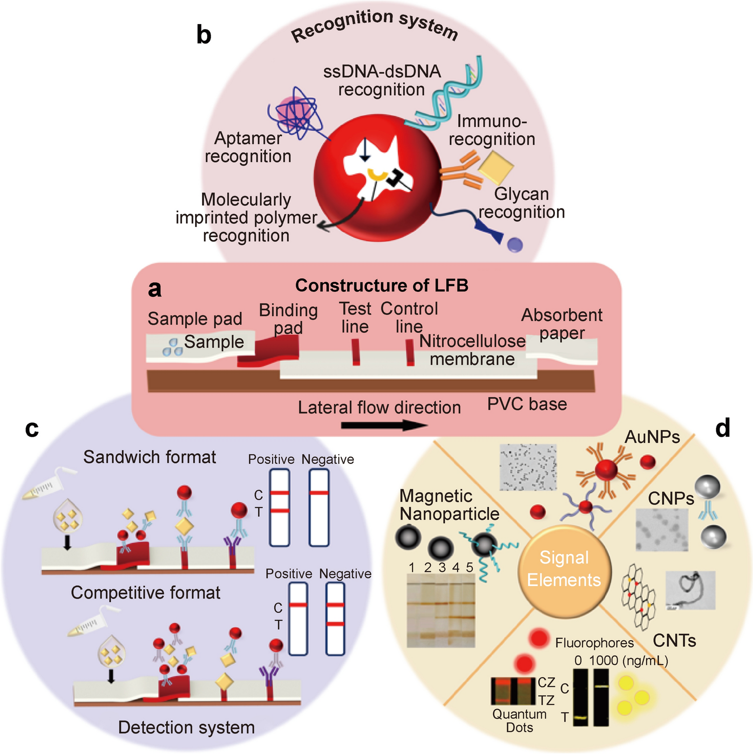 Application of Lateral Flow Biosensors in Rapid Detection of Genetically Modified Products