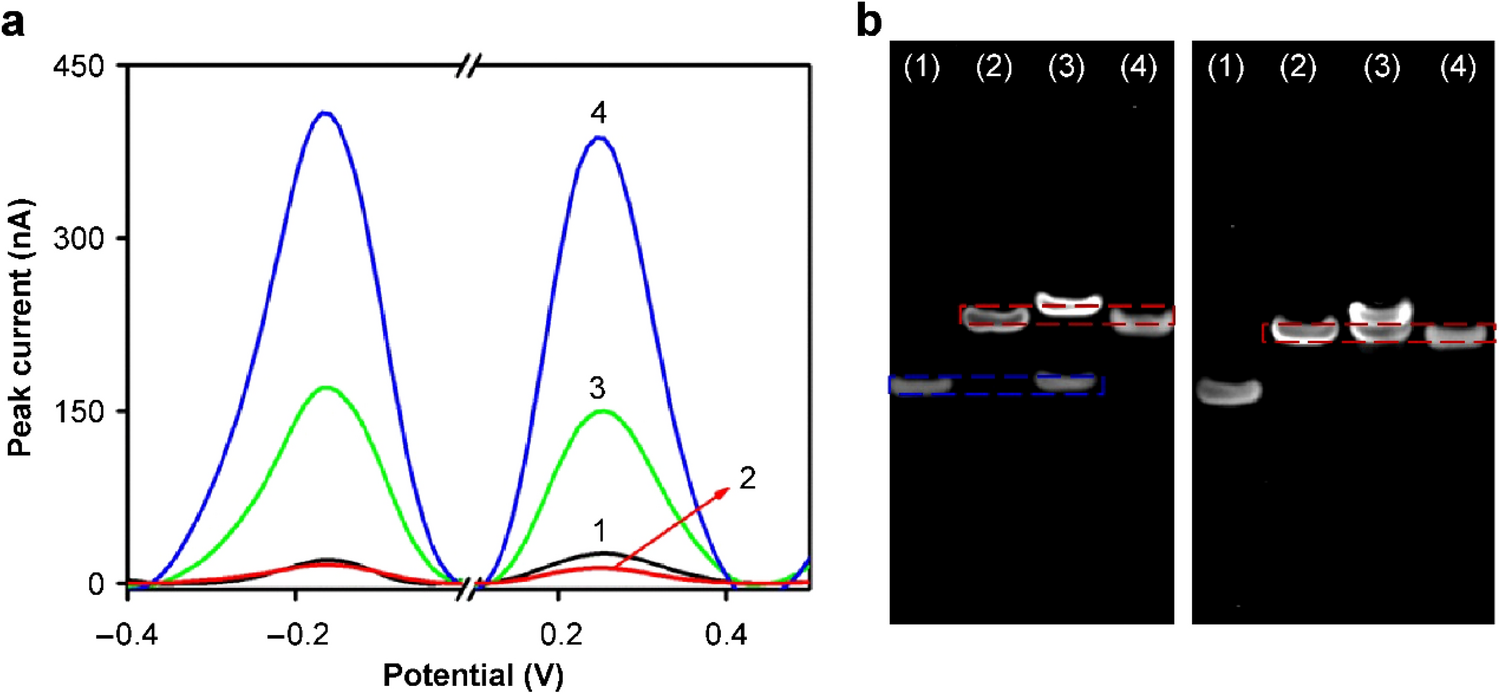 Dual-Signal Homogeneous Electrochemical System for Turn-On Assay of MicroRNA Based on Target-Switched Cyclic Amplification