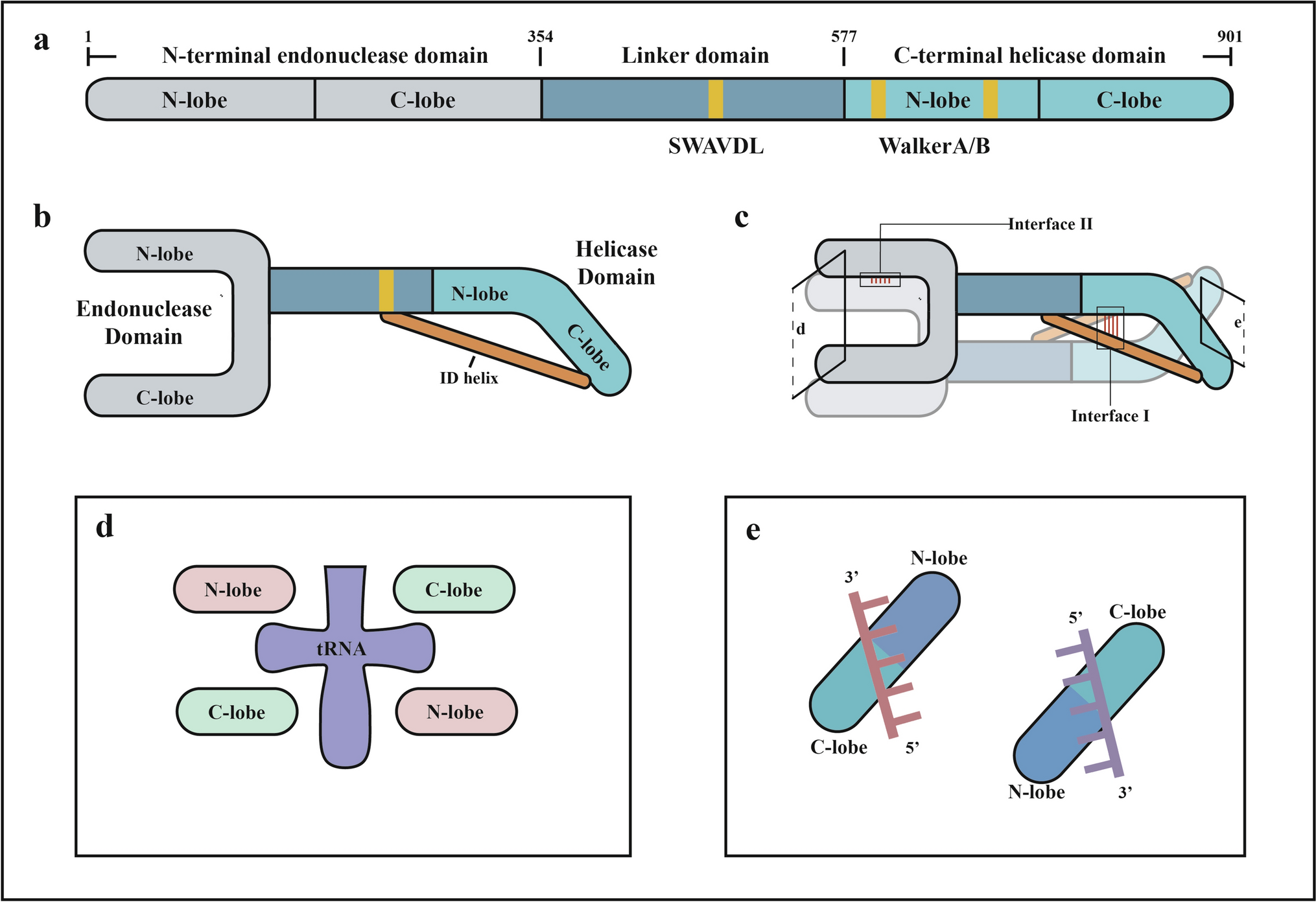 SLFN11, far from being limited to responding to cancer DNA damage