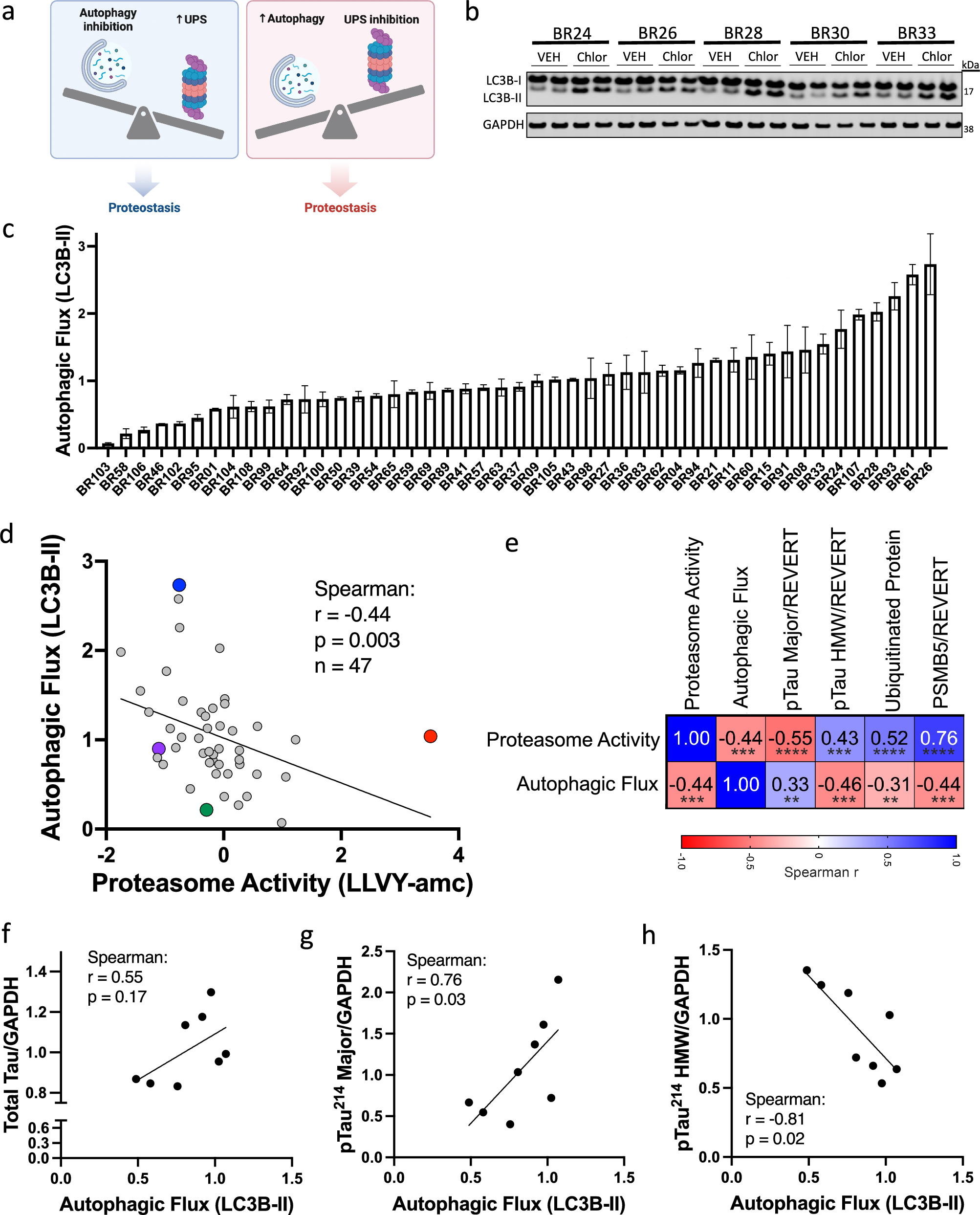 Genetic and proteomic analysis identifies BAG3 as an amyloid-responsive regulator of neuronal proteostasis