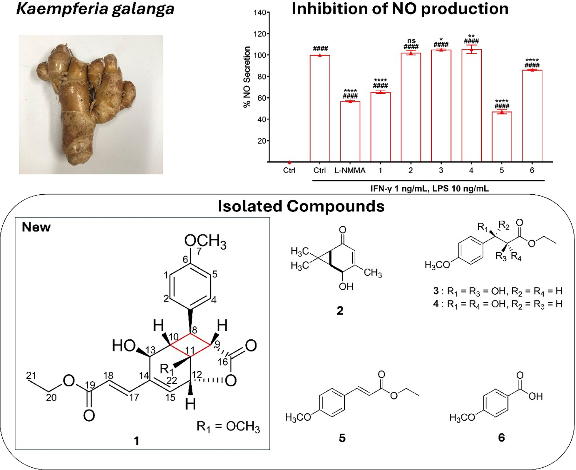 Kaemphenolide: a cyclobutane-bearing phenylpropanoid from  L. with nitric oxide inhibitory activity