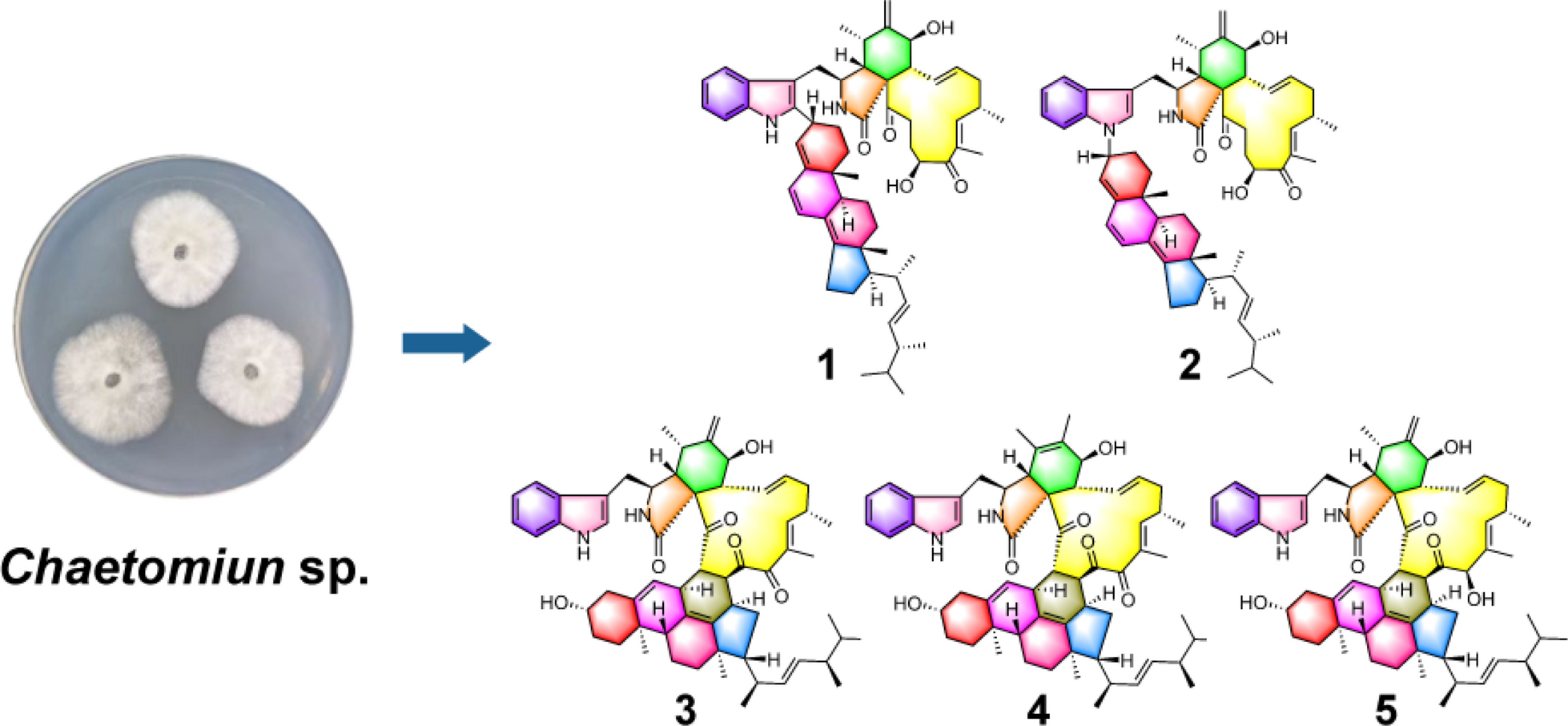 Chalasoergodimers A–E, heterodimers with multiple polymerization modes from a marine-derived  sp. fungus