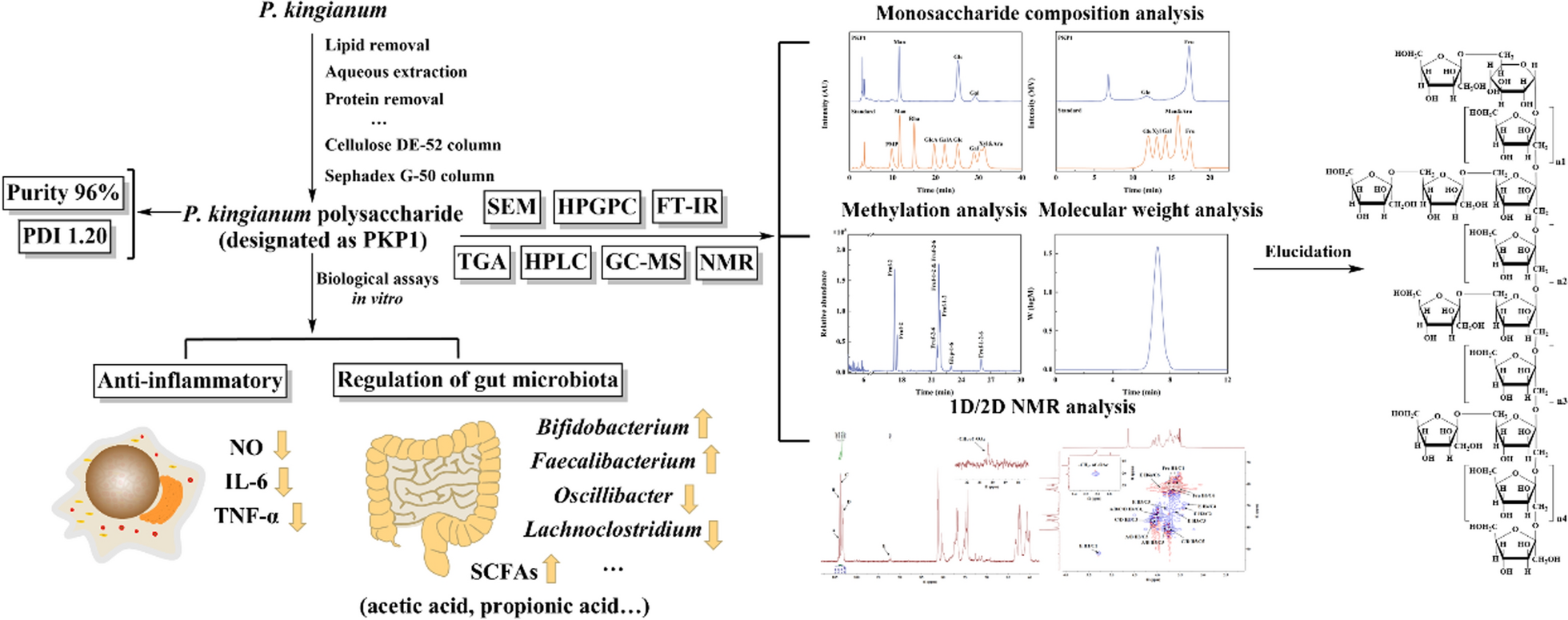 A novel polysaccharide in : structure elucidation, the activities of anti-inflammatory and the regulation of gut microbiota in vitro