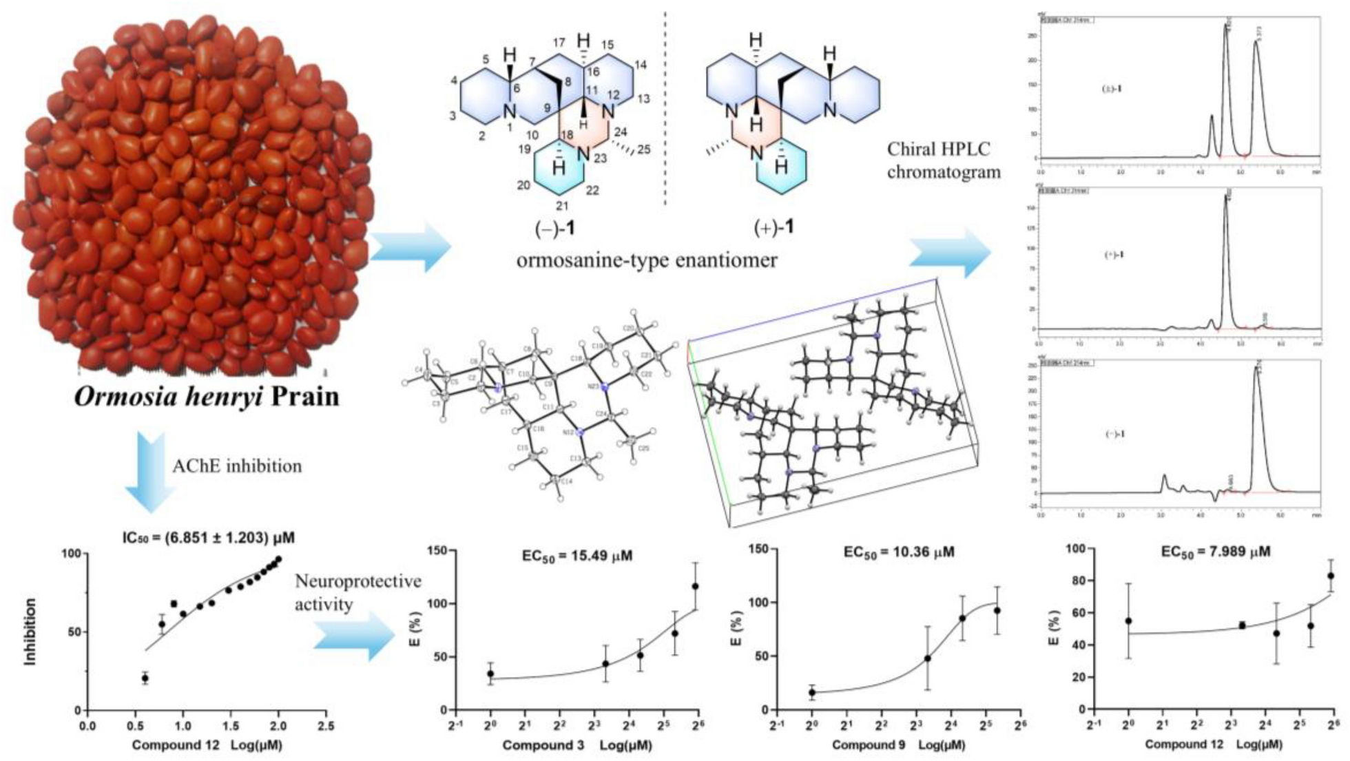 (+)-/(−)-Ormohenins A and B, two pairs of ormosanine-type enantiomers and their derivatives with neuroprotective activity from  Prain