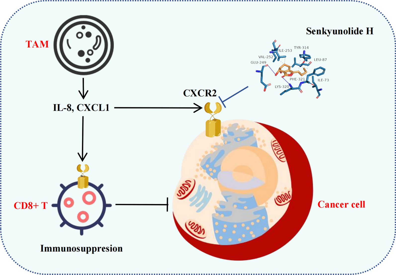 Senkyunolide H reverses depression-induced breast cancer progression by regulating CXCR2