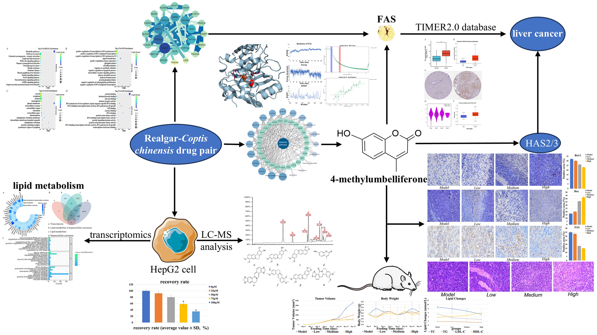Dual inhibition of FAS and HAS2/3 by 4-MU in Realgar-Coptis chinensis unveils a metabolic checkpoint for liver cancer therapy