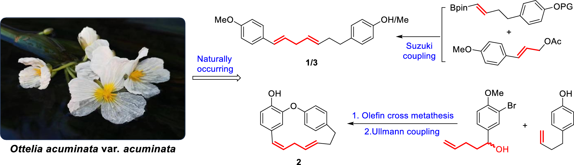Correction: Concise syntheses of natural diarylheptanoids containing a 1,4‑pentadiene unit
