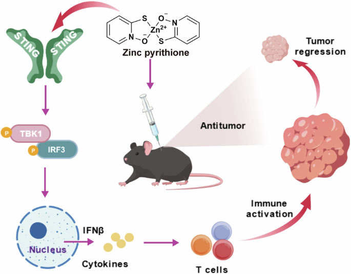 Zinc pyrithione functions as a small-molecule STING agonist to exert antitumor immunotherapy effects
