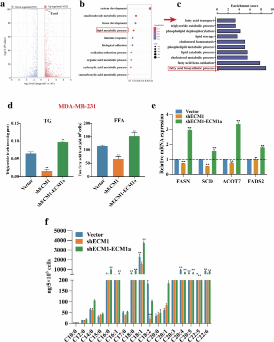 Nobiletin and polydatin synergistically alleviate triple-negative breast cancer liver metastasis via suppressing ECM1a-mediated fatty acid biosynthesis