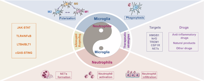 Targeting the interactions between neutrophils and microglia: a novel strategy for anti-inflammatory treatment of stroke