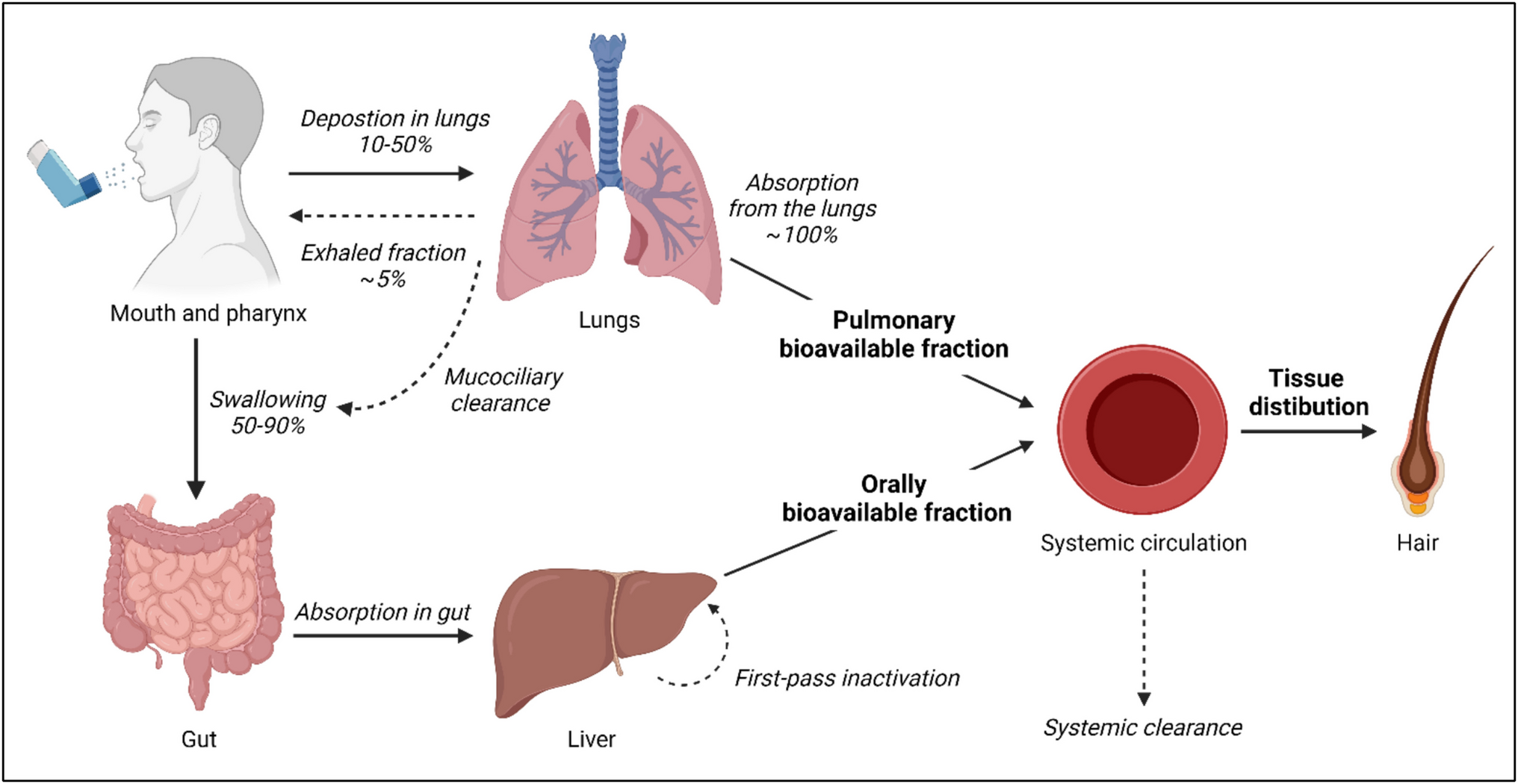 Hair analysis for monitoring adherence to inhaled respiratory medications: possibilities and limitations