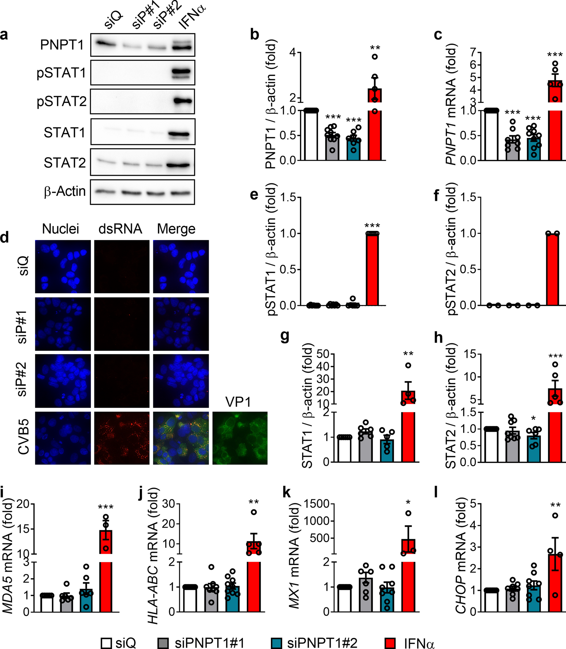 Endogenous mitochondrial double‐stranded RNA is not an activator of the type I interferon response in human pancreatic beta cells