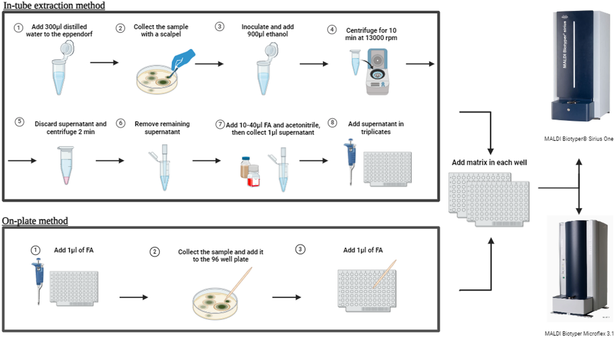 Optimizing filamentous fungi identification by MALDI-TOF MS: A comparative analysis of key factors