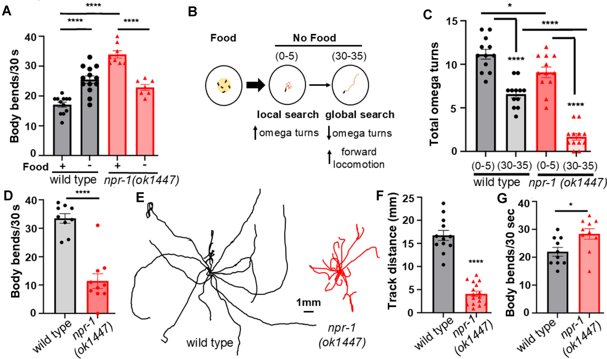 An RFamide signaling system balances turning and forward locomotion to optimize global food search in
