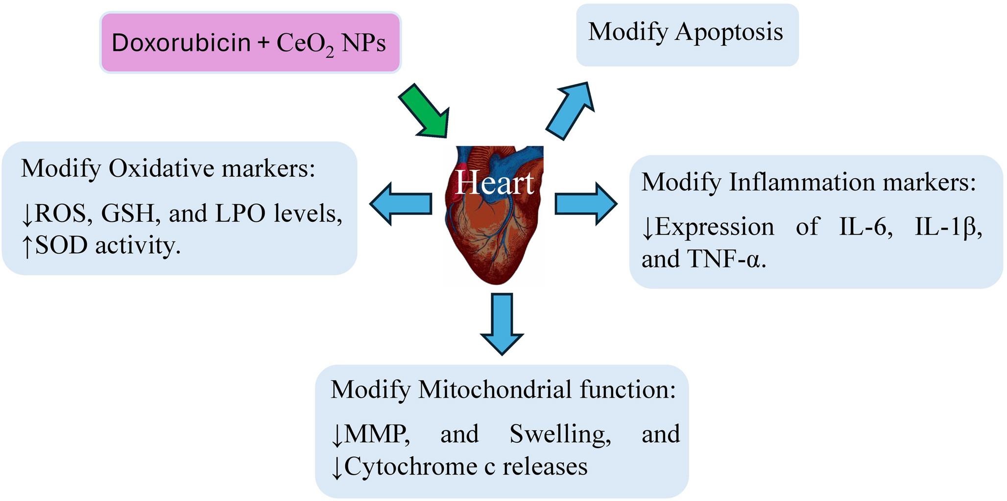 In vitro evaluation of CeO nanoparticles on doxorubicin induced cardiotoxicity: focused on oxidative stress, inflammation, apoptosis, and mitochondrial function