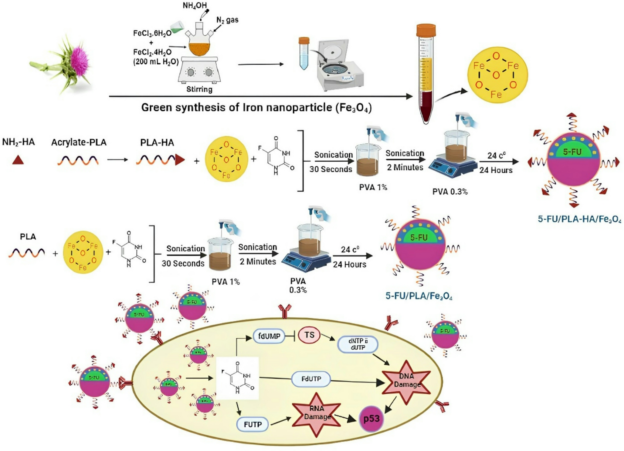 The effect of FeO biosynthesized through the green synthesis of  and HA in the targeted delivery of 5-Fluorouracil to HCT116 cell line