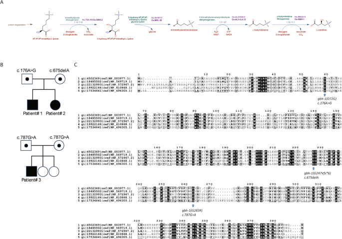 Biallelic variants in BBOX1 cause L-Carnitine deficiency and elevated γ-butyrobetaine