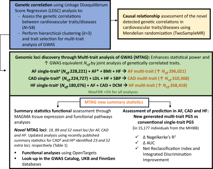 Genetic analyses across cardiovascular traits: leveraging genetic correlations to empower locus discovery and prediction in common cardiovascular diseases