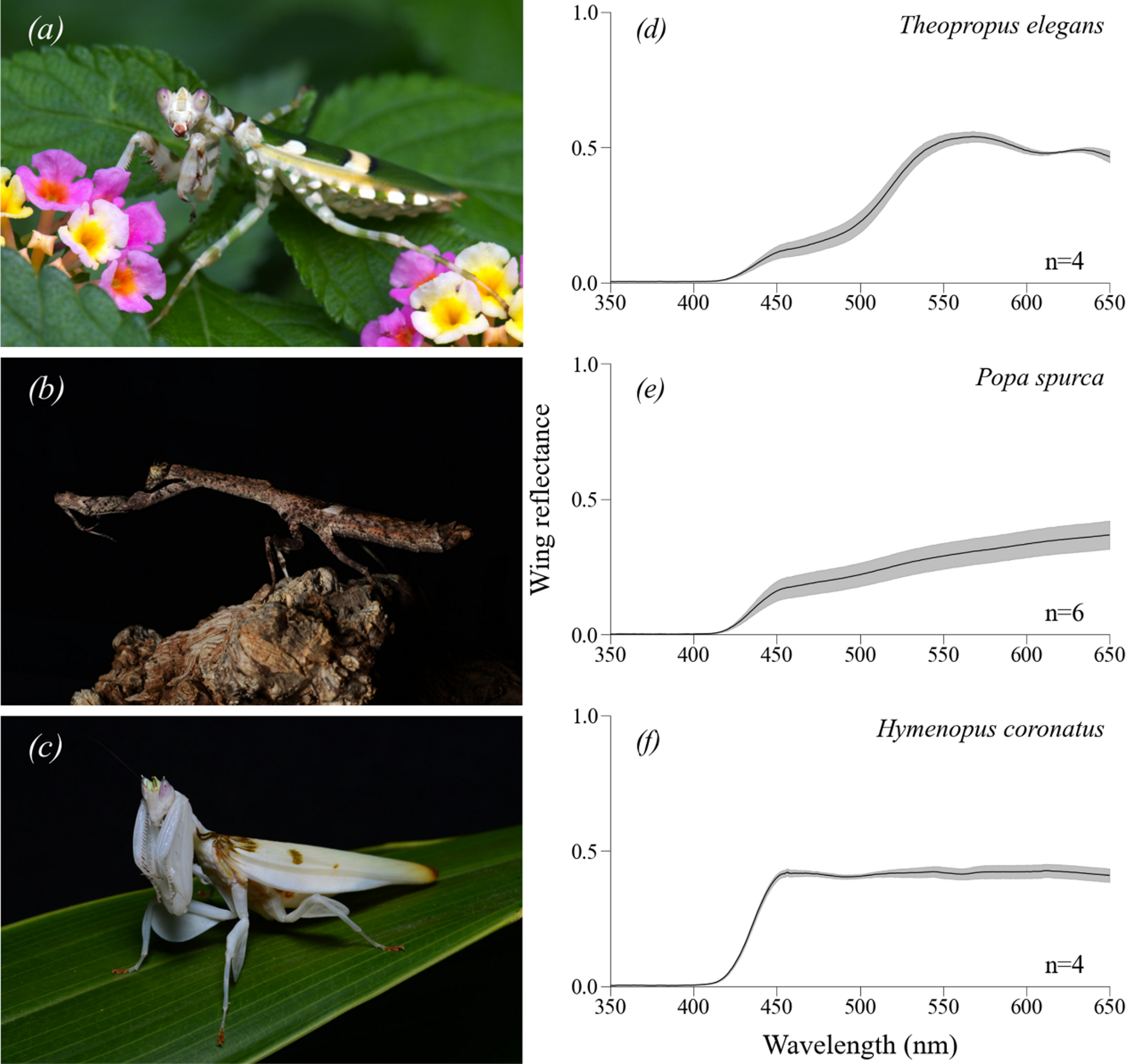 Praying mantises possess multiple spectral photoreceptor classes