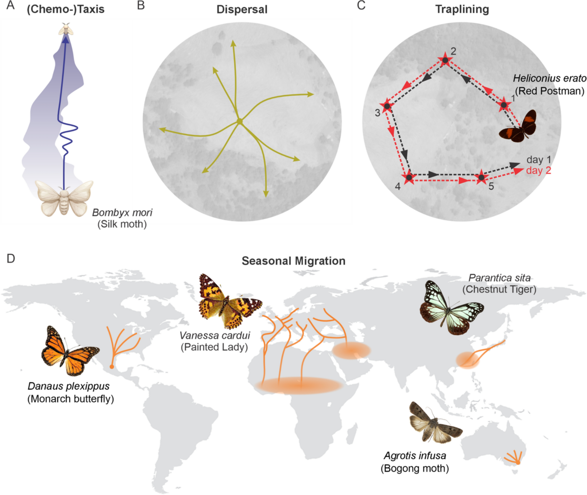 The diversity of lepidopteran spatial orientation strategies – neuronal mechanisms and emerging challenges in a changing world