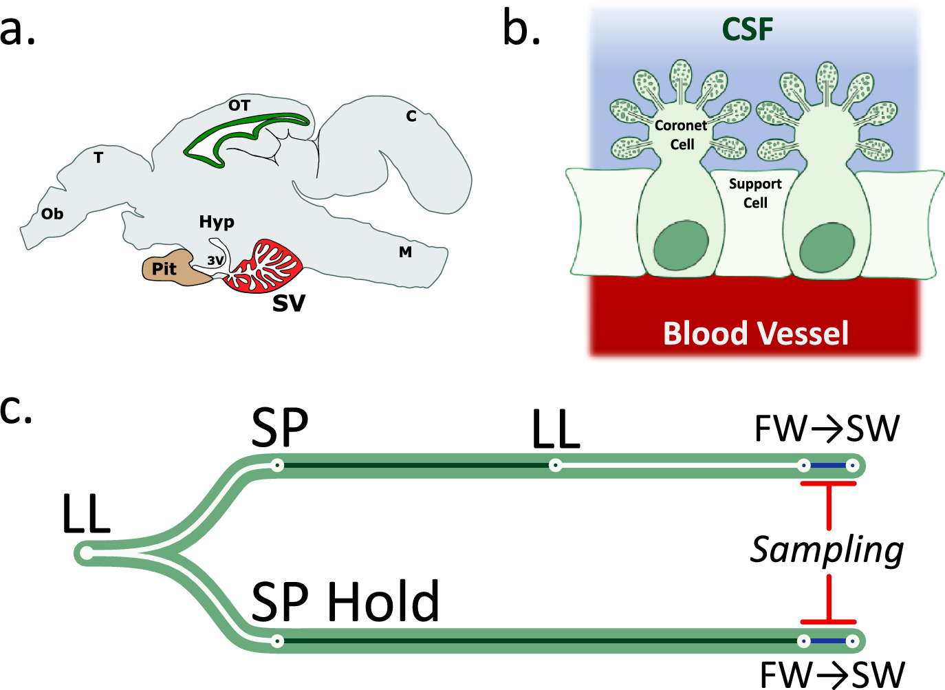 Photoperiodic history modulates the response of the saccus vasculosus transcriptome to seawater exposure in Atlantic salmon