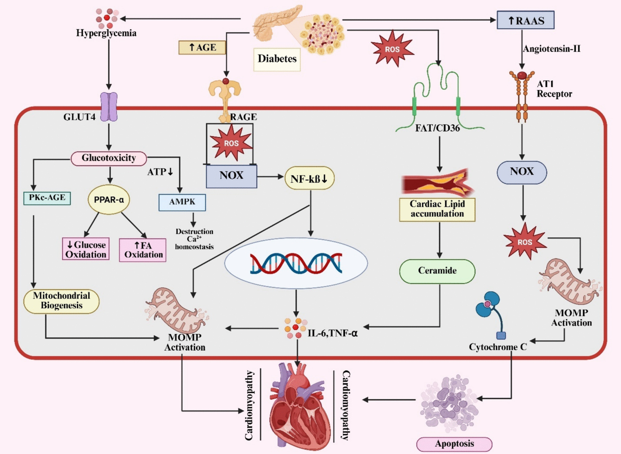 Diabetic cardiomyopathy: Mechanistic insights on molecular pathways and emerging therapeutic approaches