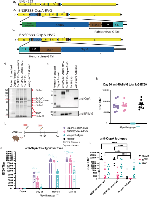 Rabies virus-vectored Lyme disease vaccine provides long-term protection against tick-transmitted Borrelia burgdorferi