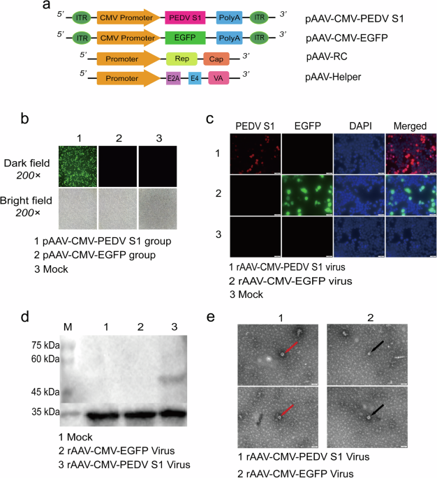 Recombinant AAV vaccine expressing PEDV S1 enhances immunity with superior neonatal protection