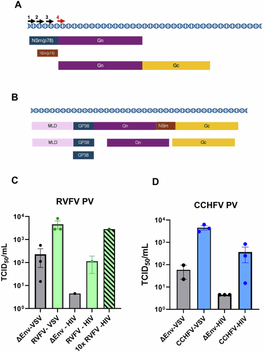 A system to rapidly develop a bunyavirus pseudotyped virus neutralisation assay for pandemic preparedness