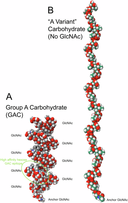 No compelling evidence that vaccination with streptococcus pyogenes group A carbohydrate elicits cross-reactive rheumatic fever autoantibodies