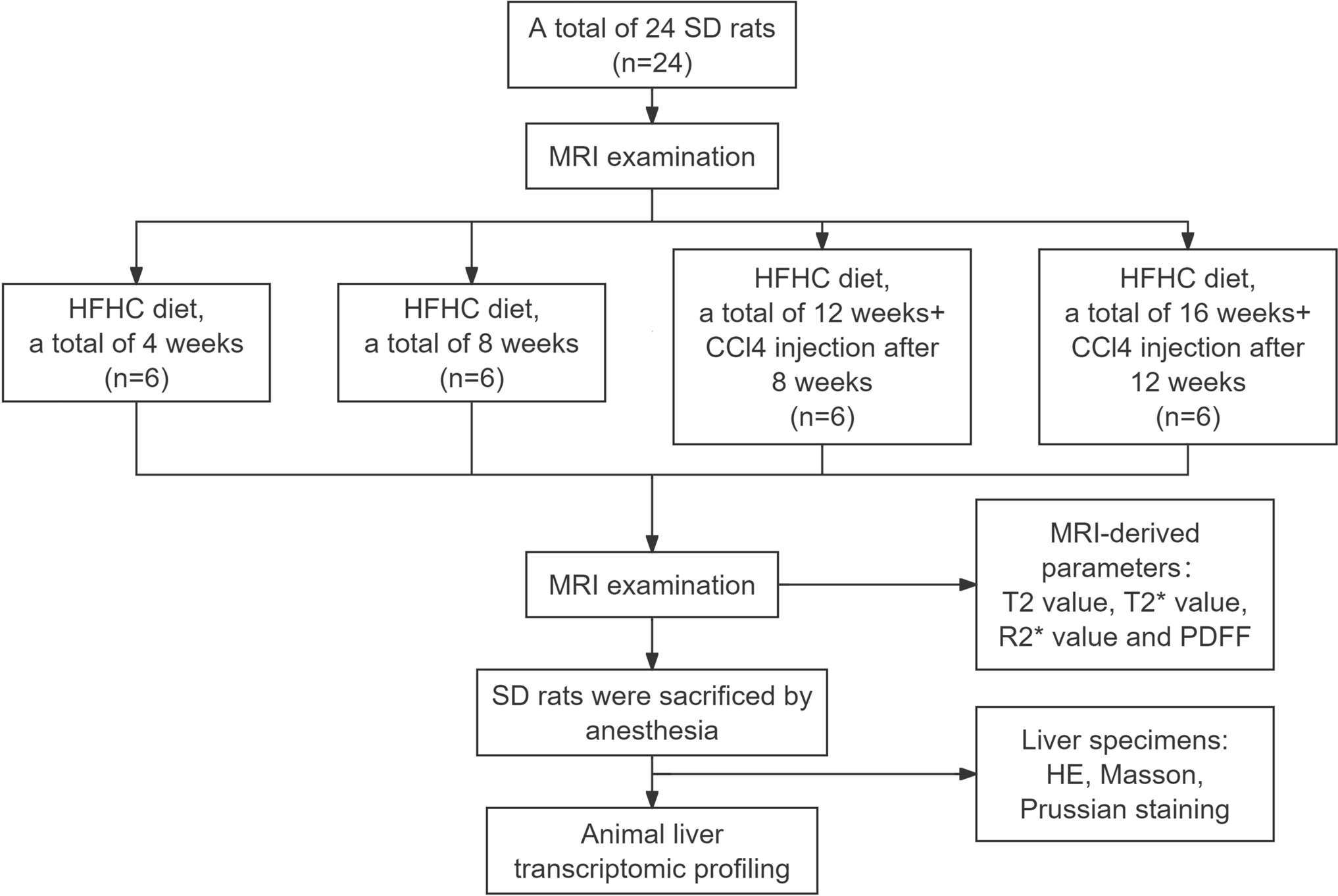 Exploring Transcriptomic and MRI-Derived Parameters Correlations in NAFLD Fibrosis: Insights from a Rat Model