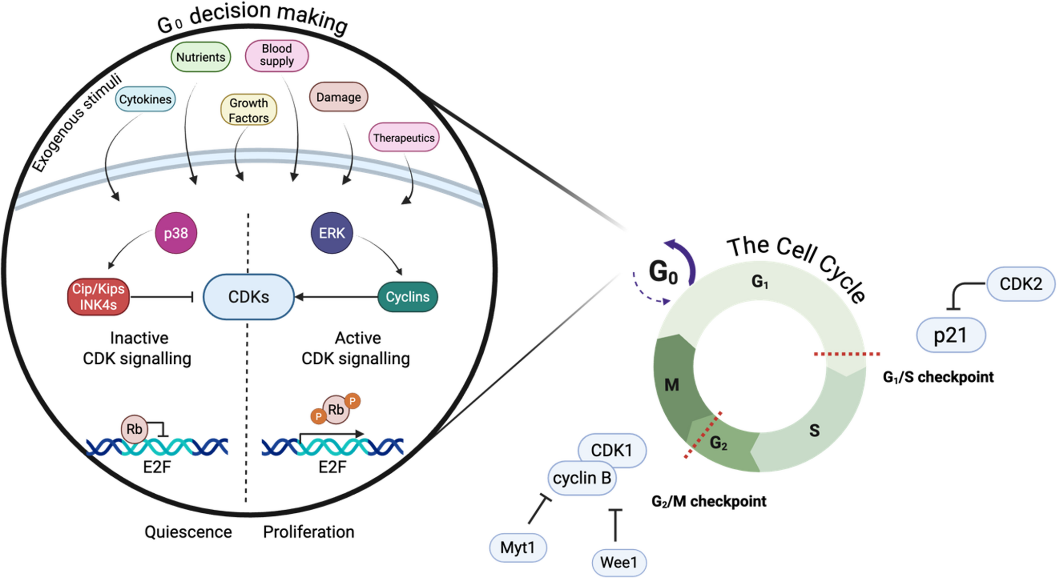 Cancer Cell Dormancy in the Bone Microenvironment