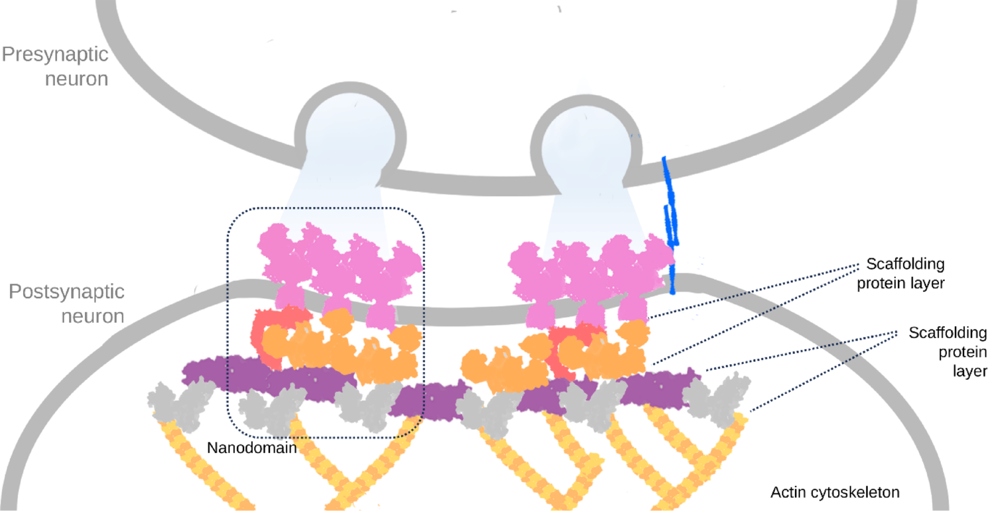 Deep learning-assisted tools to understand the structural biology of the synapse