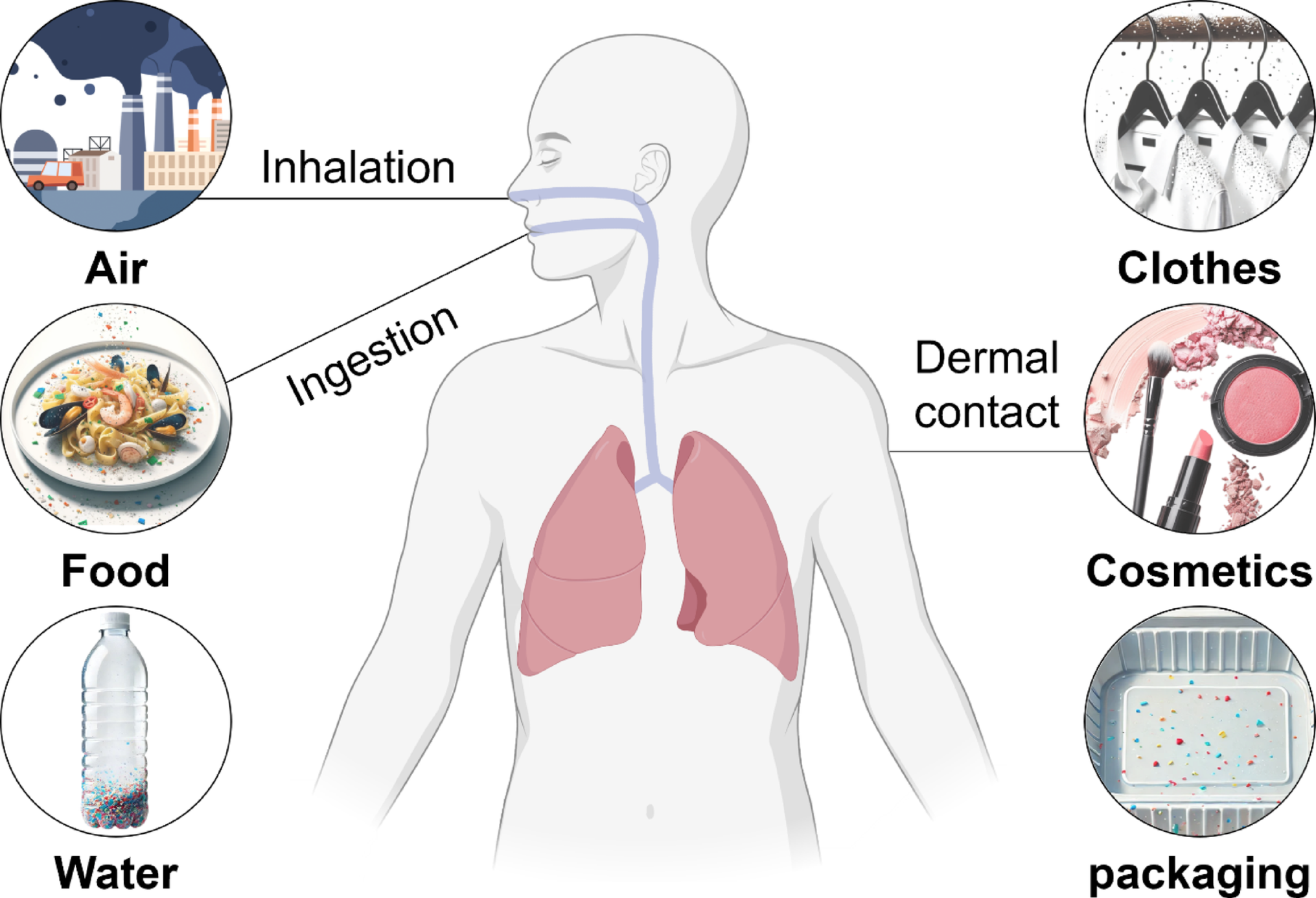 Microplastics in human body: accumulation, natural clearance, and biomedical detoxification strategies