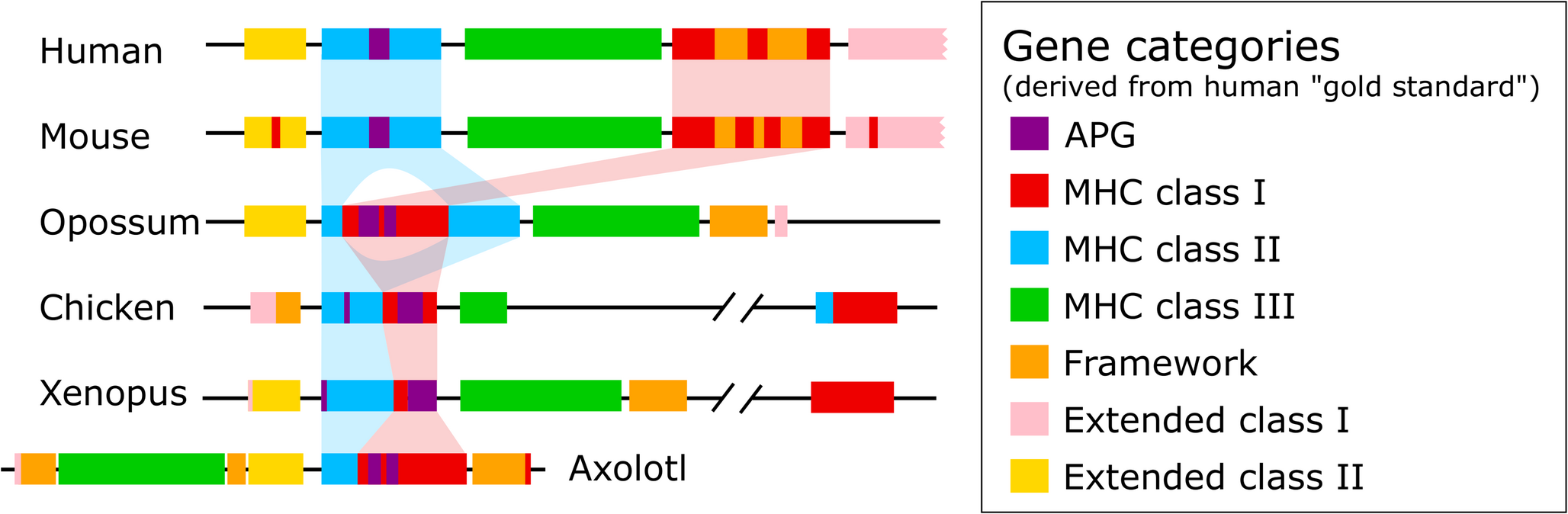 Compact genomic architecture of the axolotl MHC region: setting the record straight