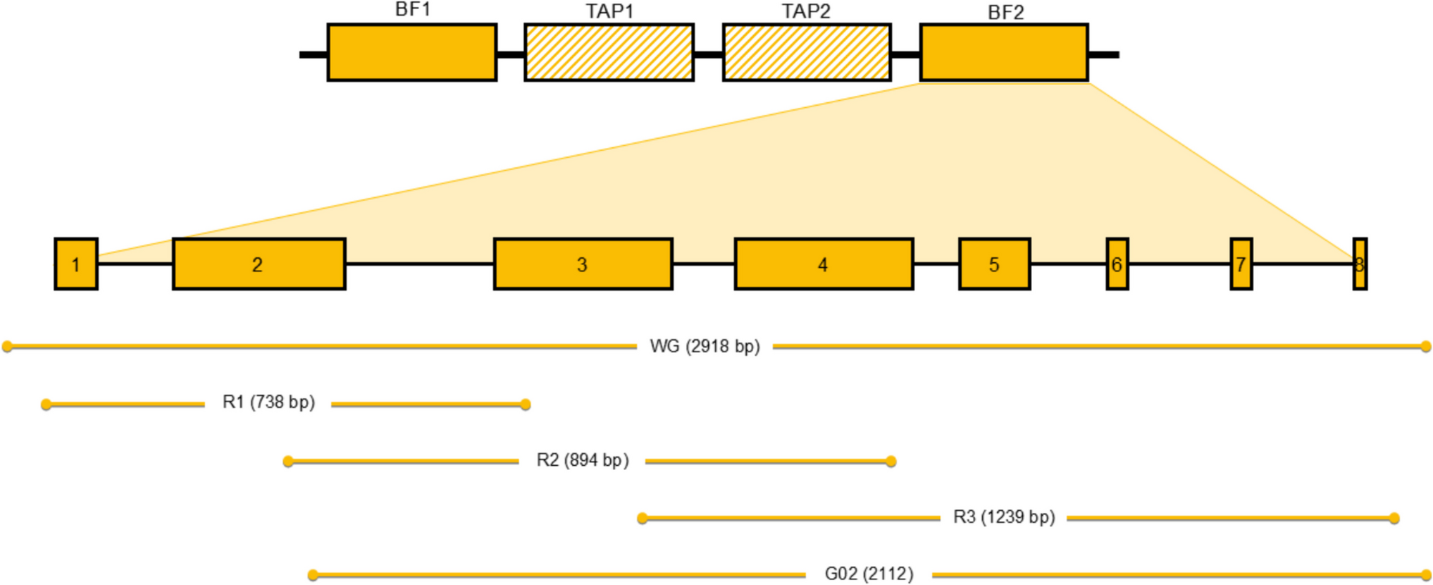 Genetic insights into the major histocompatibility complex class I BF2 gene of Korean native chickens in relation to the LEI0258 microsatellite marker and the 90-SNP panel