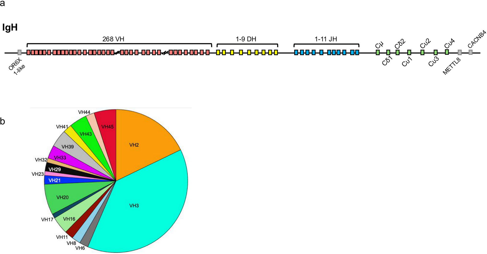 Immunoglobulin genetics of a model squamate reptile,