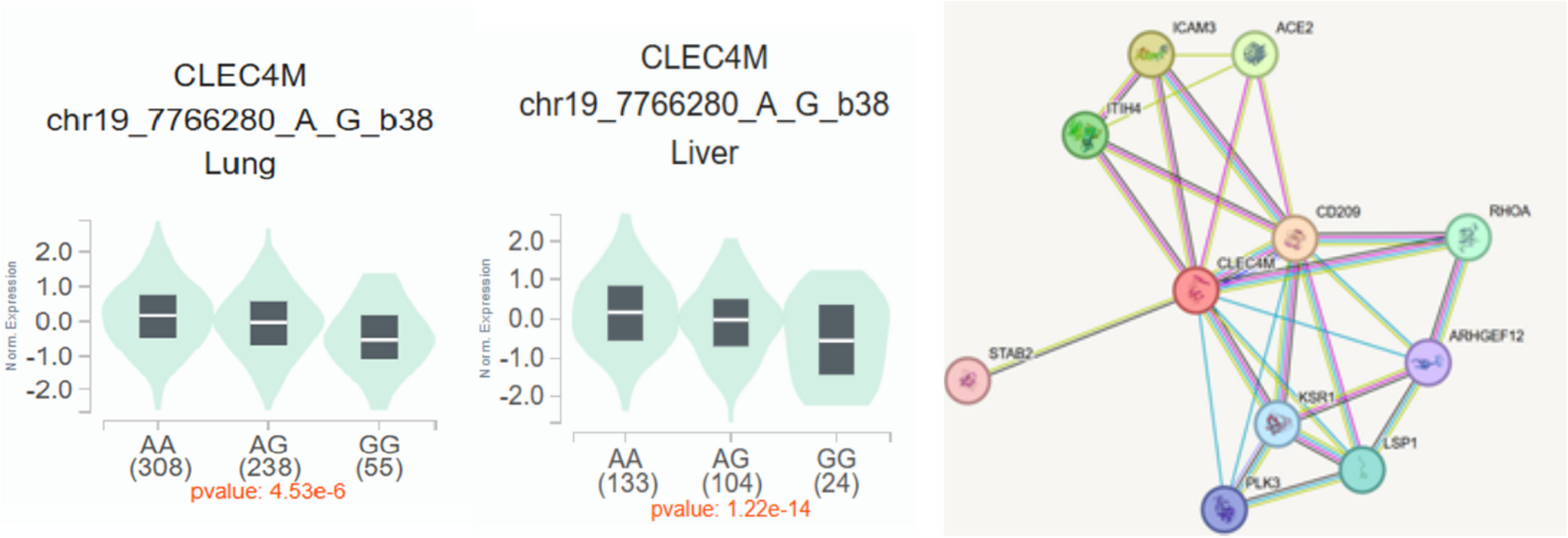 Association between single-nucleotide polymorphism rs868875 of  gene and clinical severity of COVID-19 in a Brazilian population