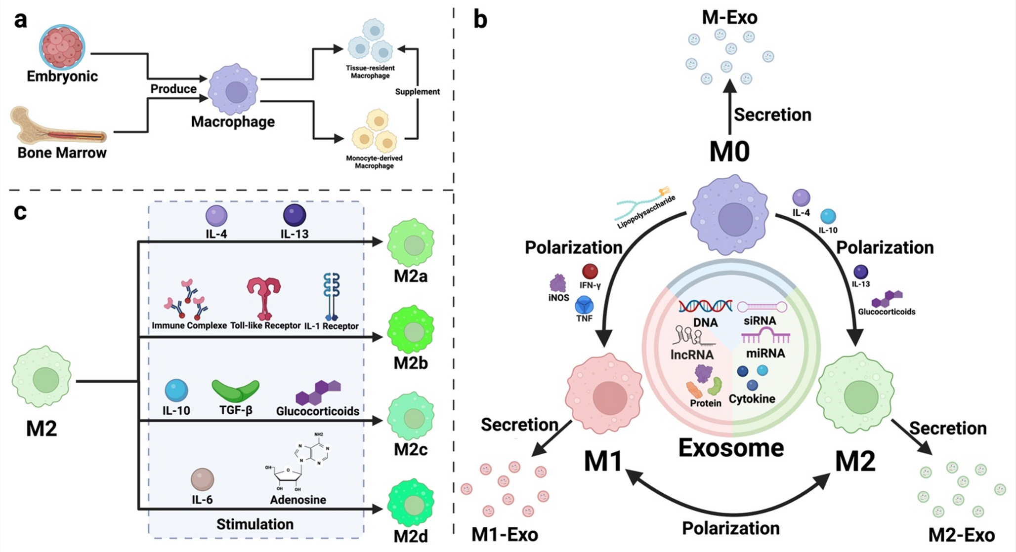 Macrophage-derived exosomes in autoimmune diseases: mechanistic insights and therapeutic implications