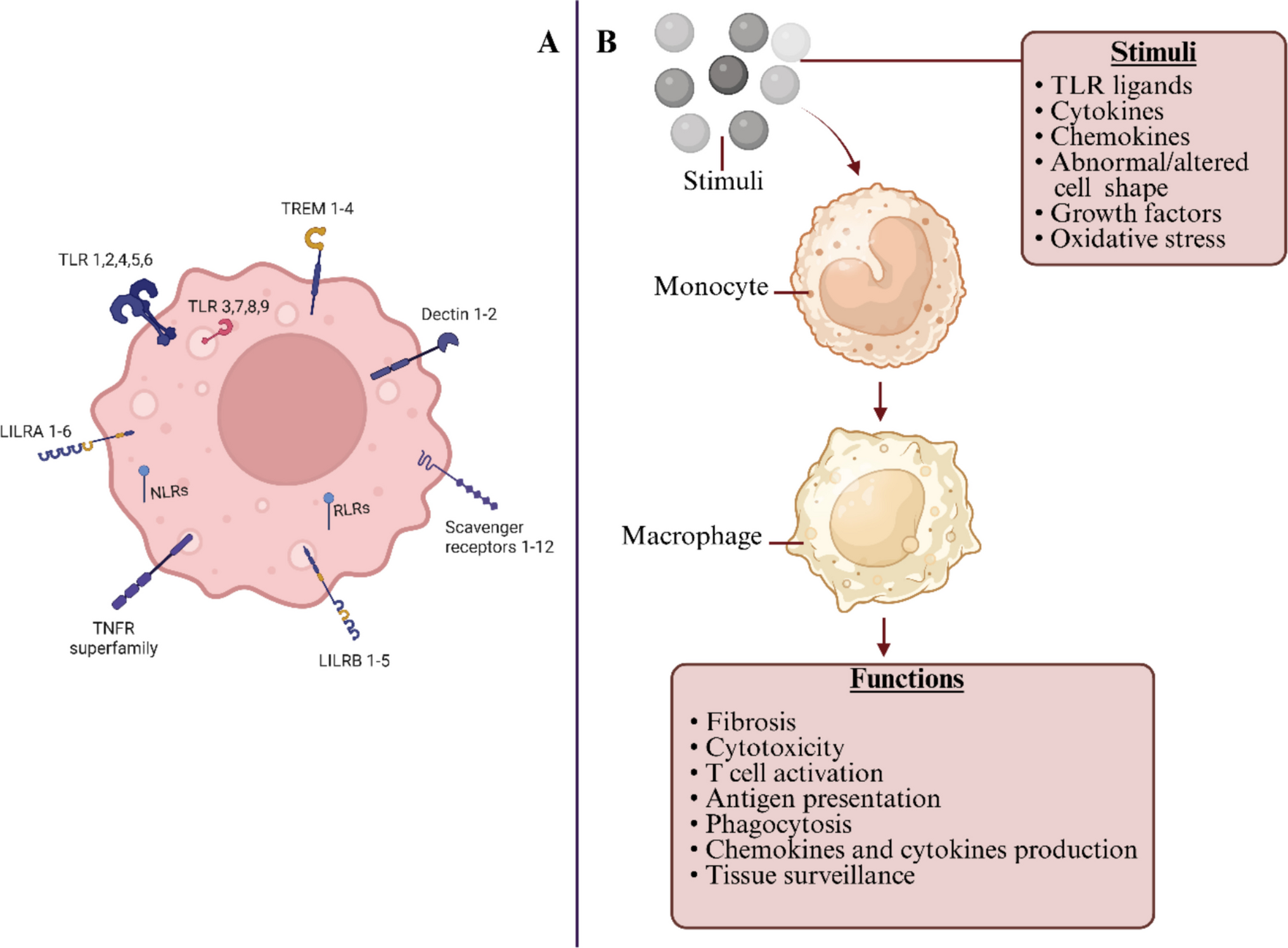 Deciphering macrophage dynamics and immune evasion strategies by the intracellular bacteria