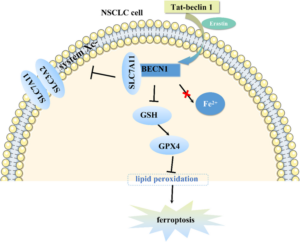 BECN1 activator peptide Tat-beclin 1 promotes ferroptosis via the BECN1-SLC7A11 axis to inhibit NSCLC progression