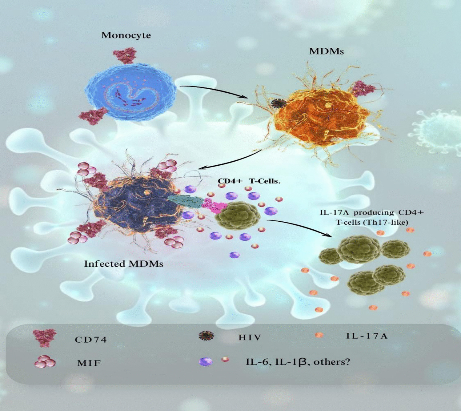 Macrophage migration inhibitory factor (MIF): a Janus-faced cytokine in viral pathogenesis and host defense