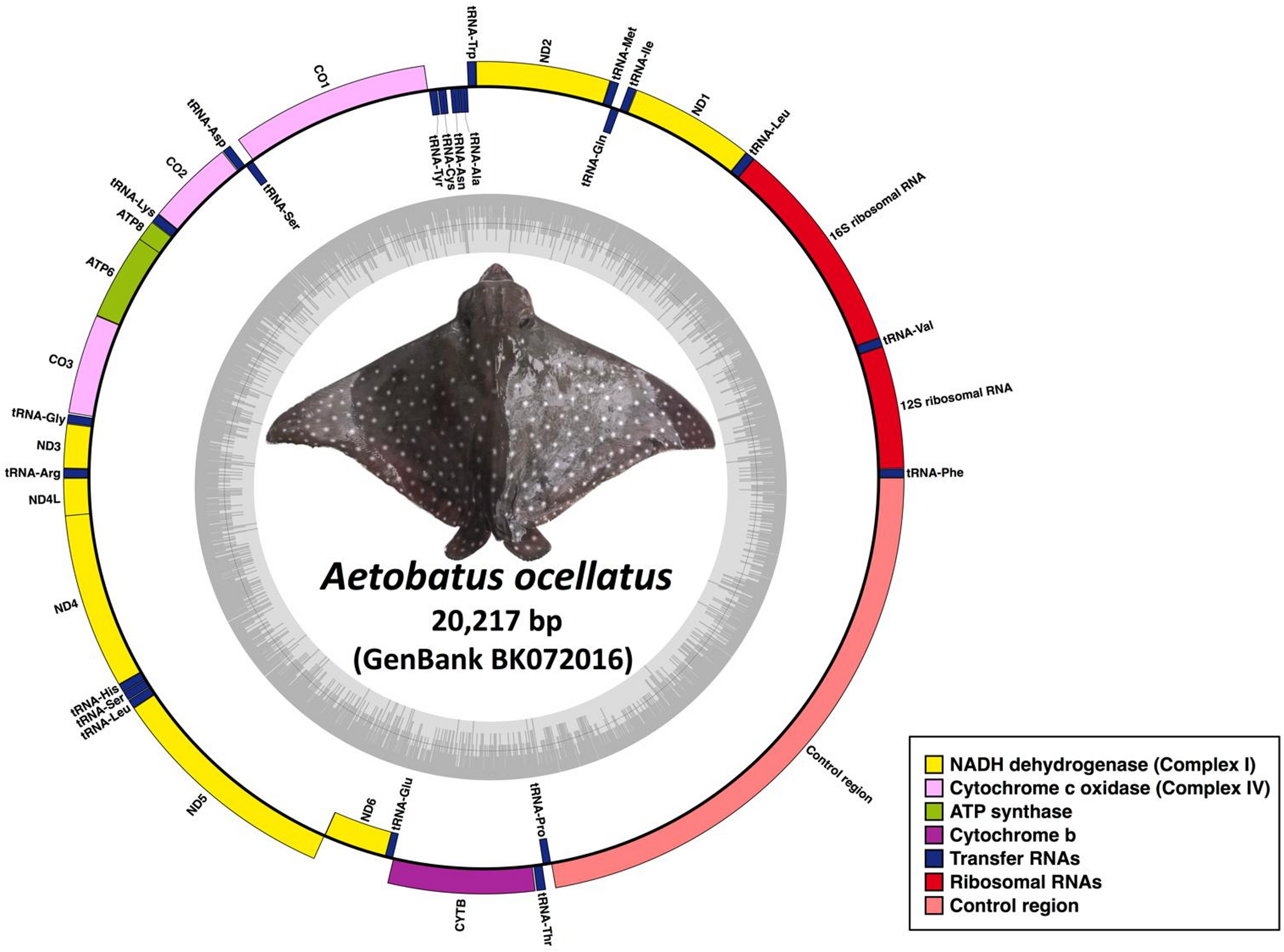The first complete mitogenome of the endangered spotted eagle ray, , confirms species and family taxonomic status