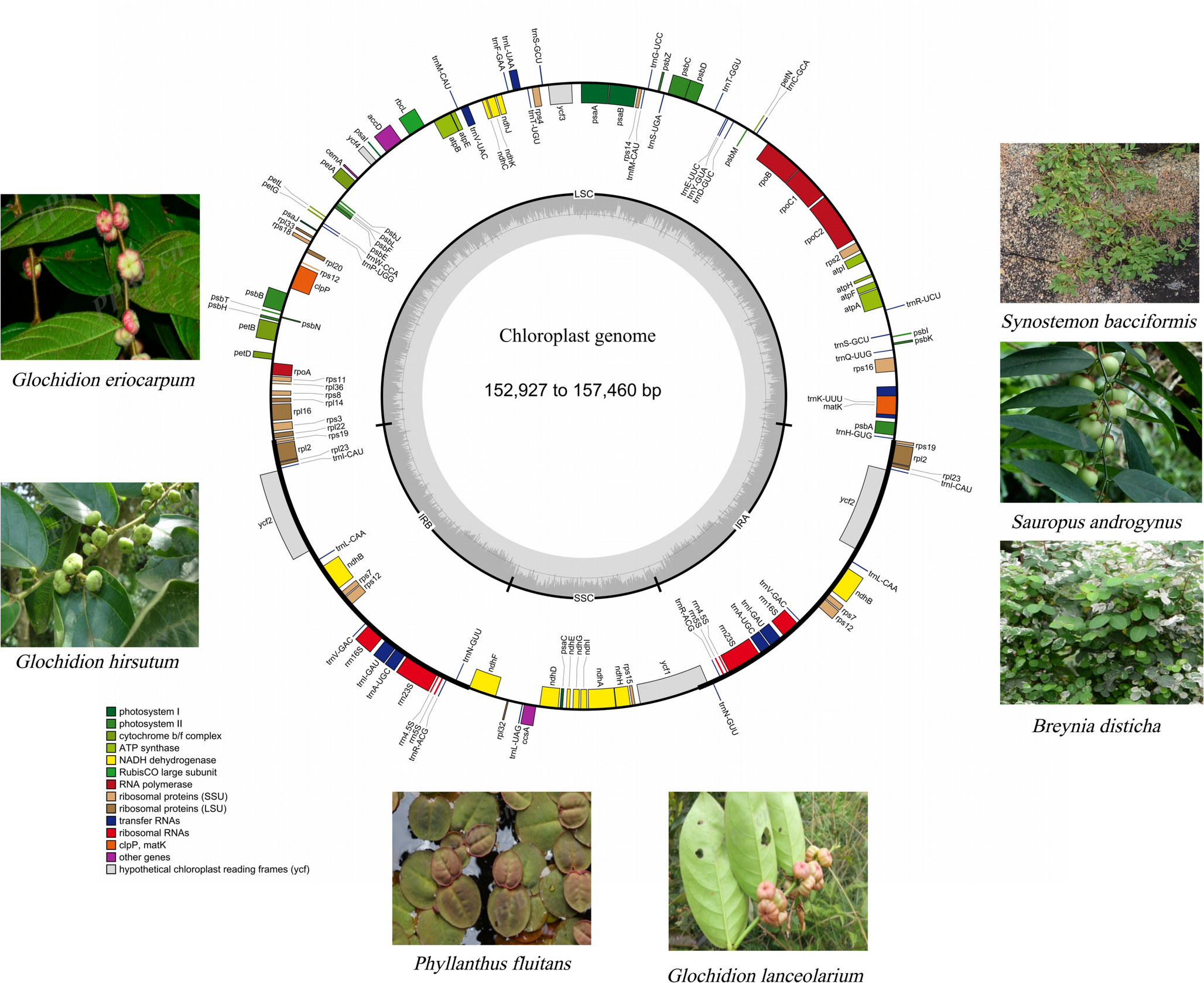 Comparative plastomes and phylogenetic relationships of , , , , and  from plastomes and ITS