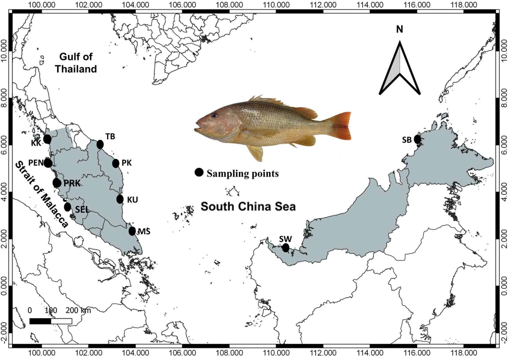 Mitochondrial DNA analyses of the golden snapper,  (Bloch, 1792), revealed two distinct population stocks in the South China Sea and the Strait of Malacca