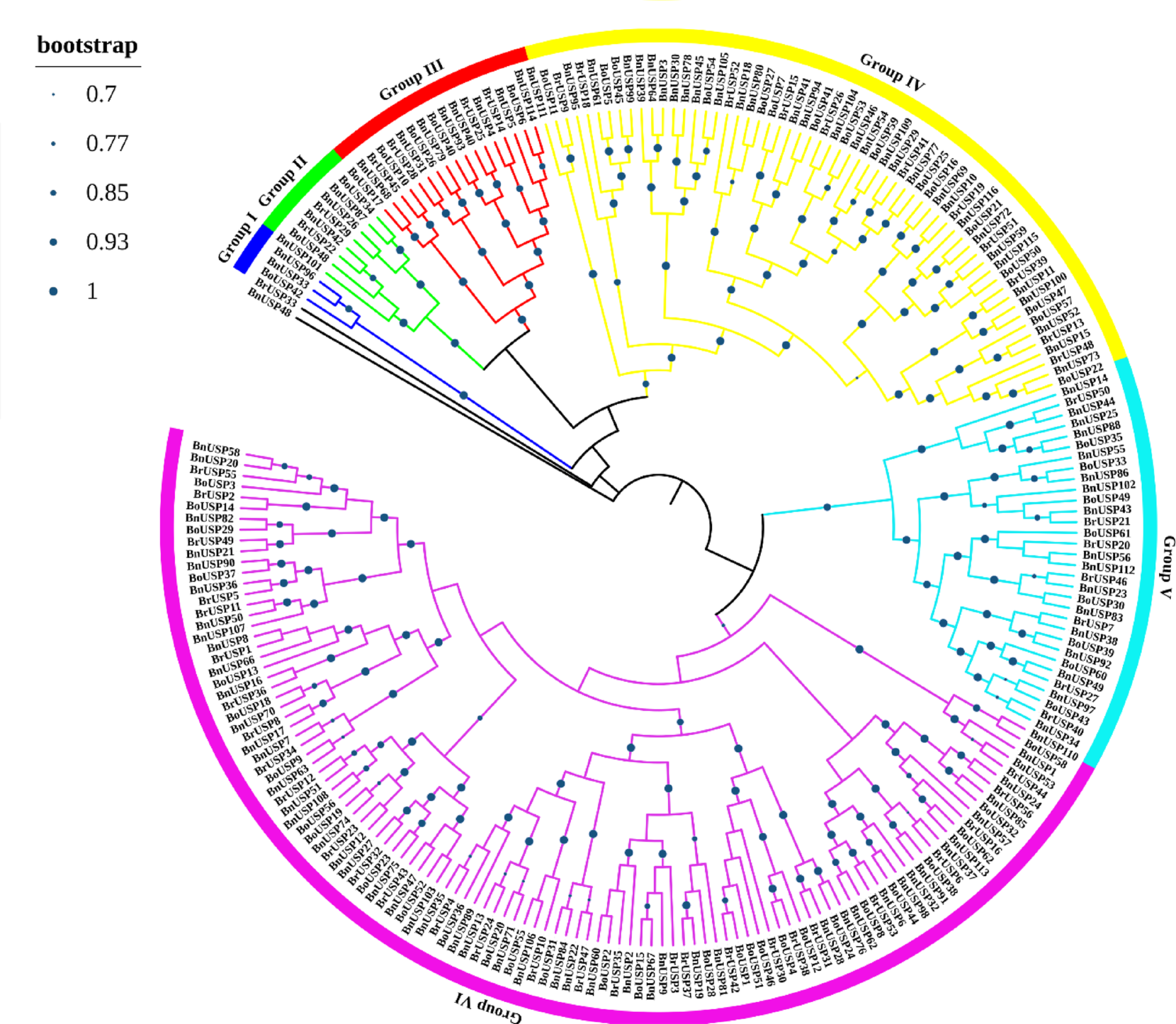 Genome-wide identification and characterization of the universal stress protein (USP) gene family in the AC genome of  species