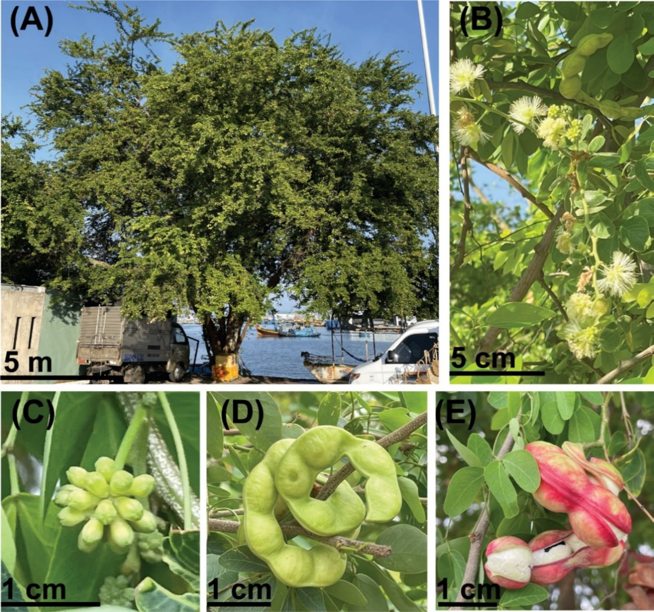 Comparative chloroplast genomic analysis of  (Roxb.) Benth 1844 and related species within Caesalpinioideae